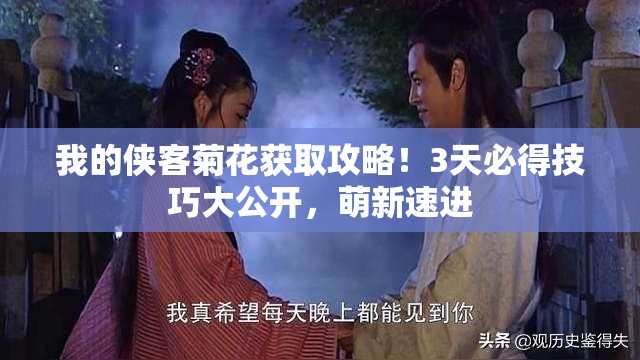 我的俠客菊花獲取攻略！3天必得技巧大公開，萌新速進(jìn)